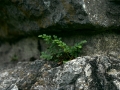 Tabor_Kekec (82)